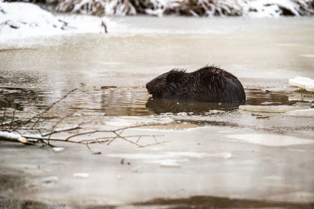 Eurasian beaver