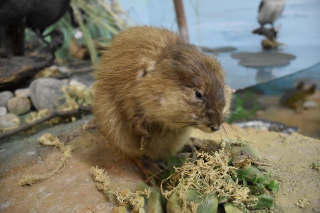 Muskrat