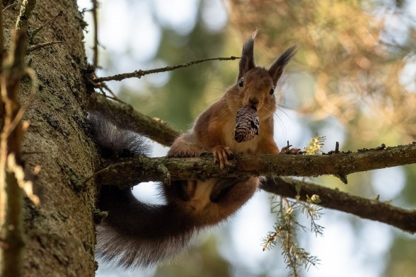 Squirrel