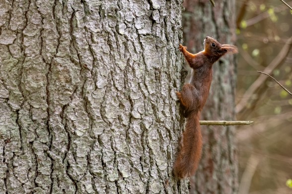 Squirrel
