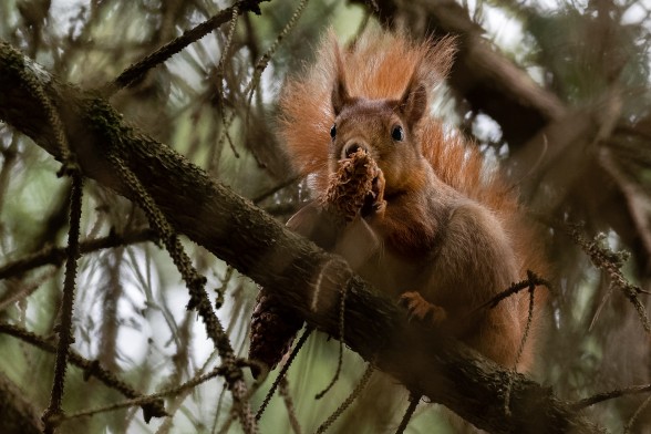 Squirrel