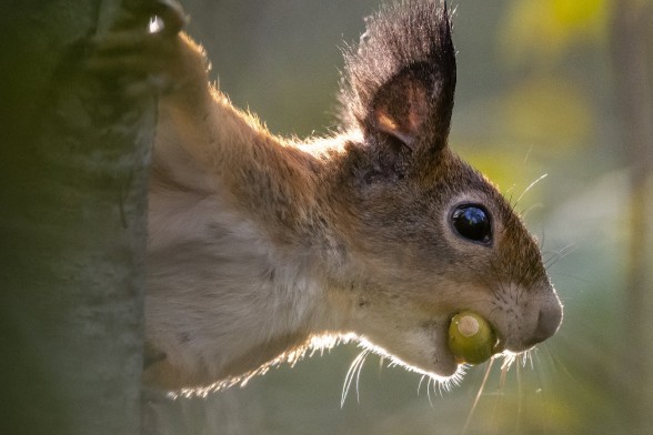 Squirrel