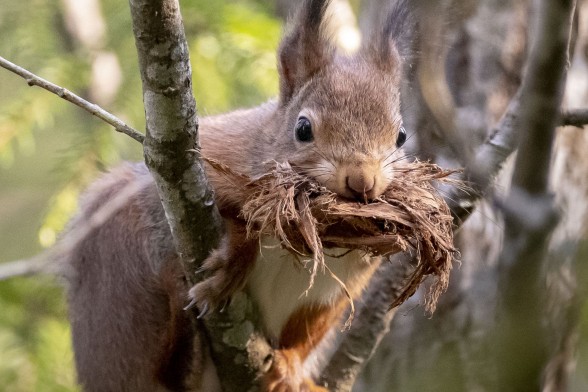 Squirrel