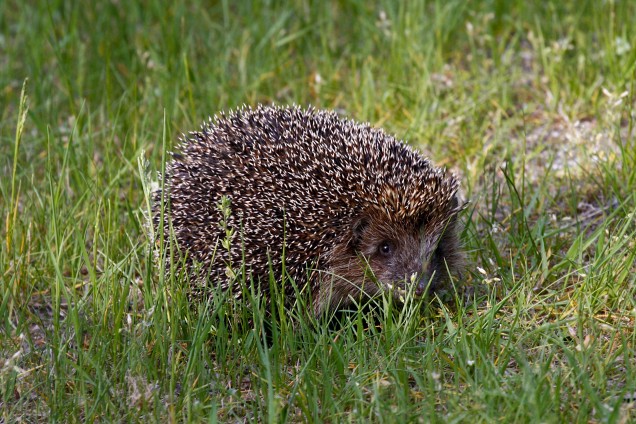 Southern white-breasted hedgehog