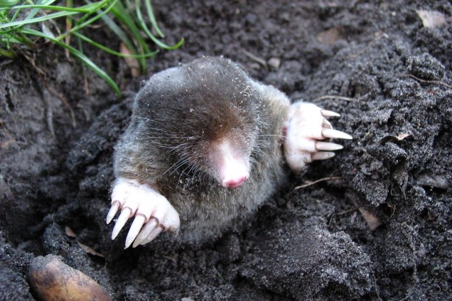 European mole