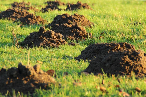 European mole