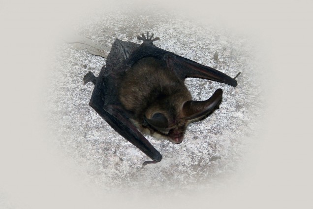 Northern bat