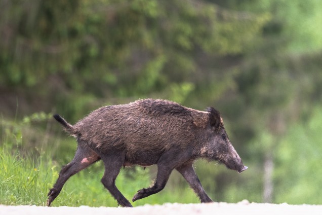 Wild boar