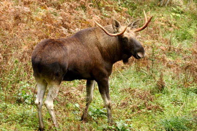 Elk