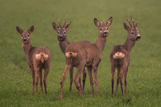Roe deer