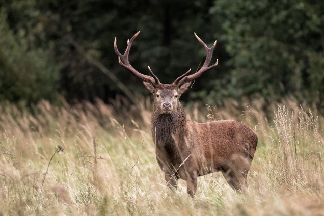 Red deer