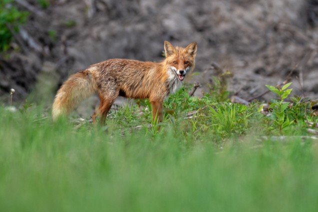 Red fox