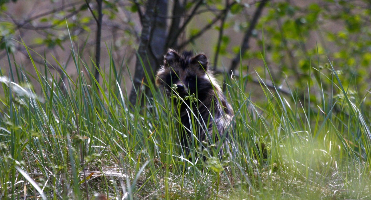 Racoon dog