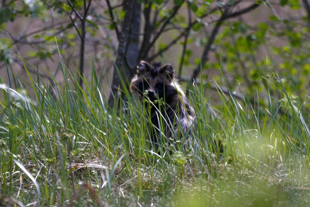 Racoon dog