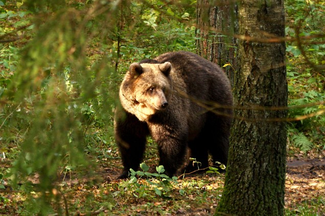 Brown bear