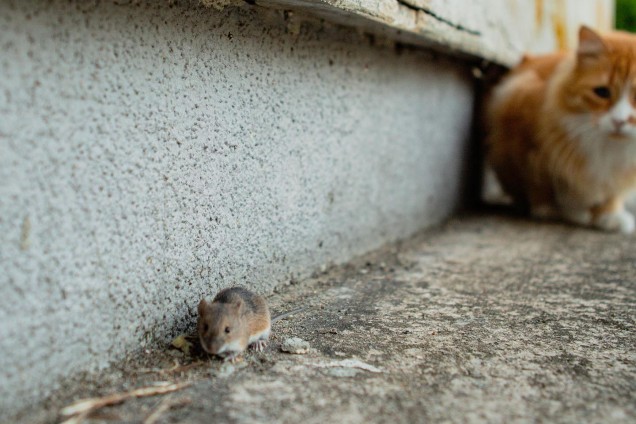 House mouse