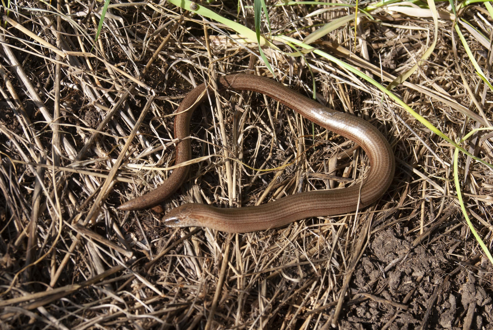 Slow worm (deaf adder) | NATTOUR