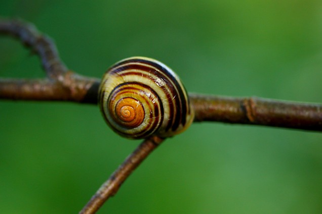 White-lipped snail