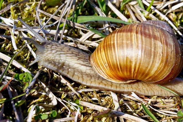 Roman snail (Burgundy snail)