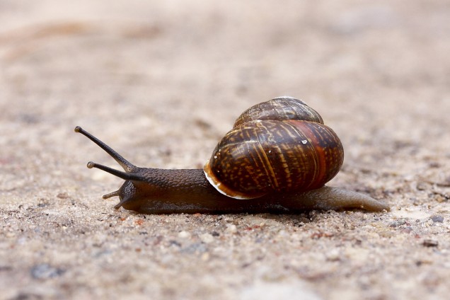 Arianta arbustorum