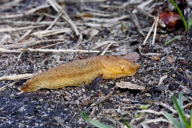 Round back slugs
