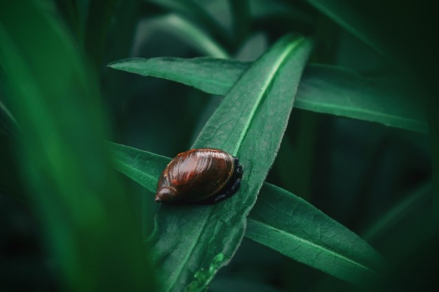 Amber snails