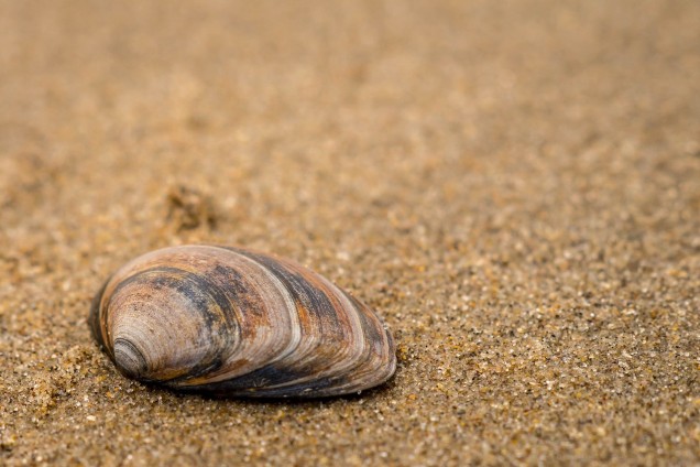 Freshwater Mussels