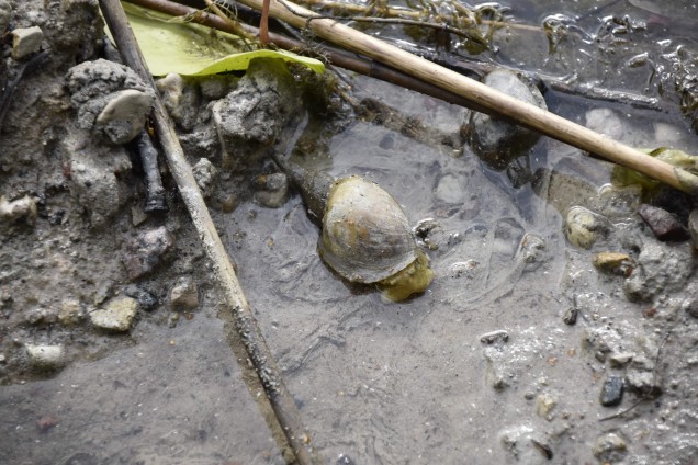 Pond snails