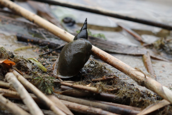 Pond snails