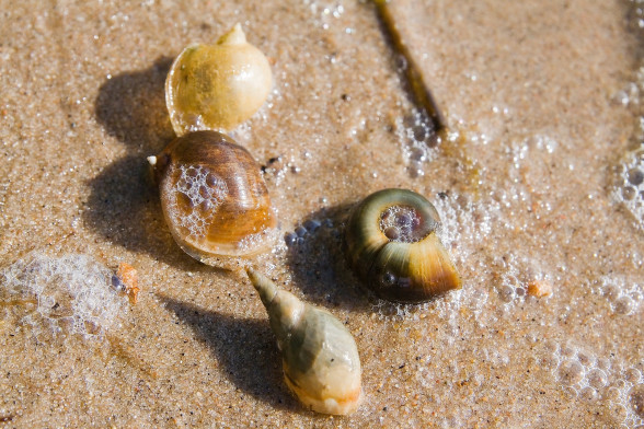Pond snails