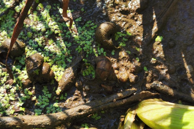 Ramshorn snails