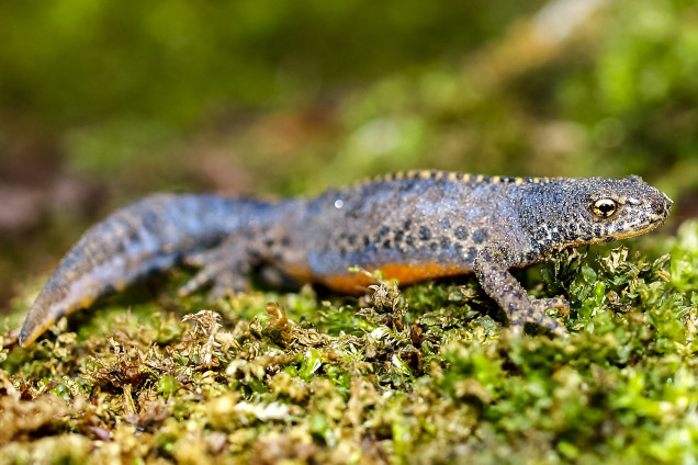 Newt