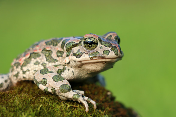 Zaļais krupis
