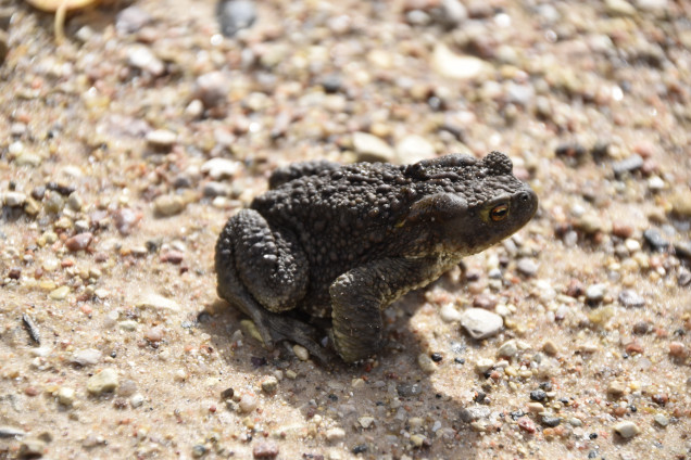 Common toad