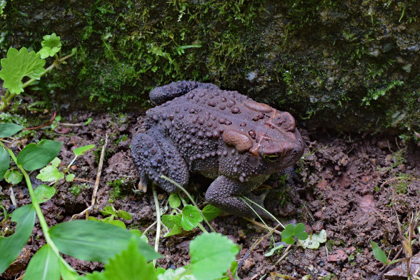 Parastais krupis