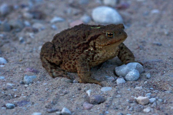Parastais krupis
