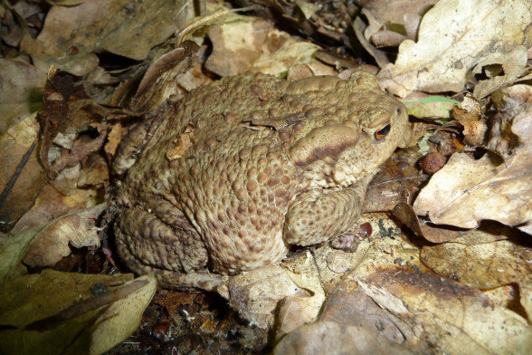 Parastais krupis