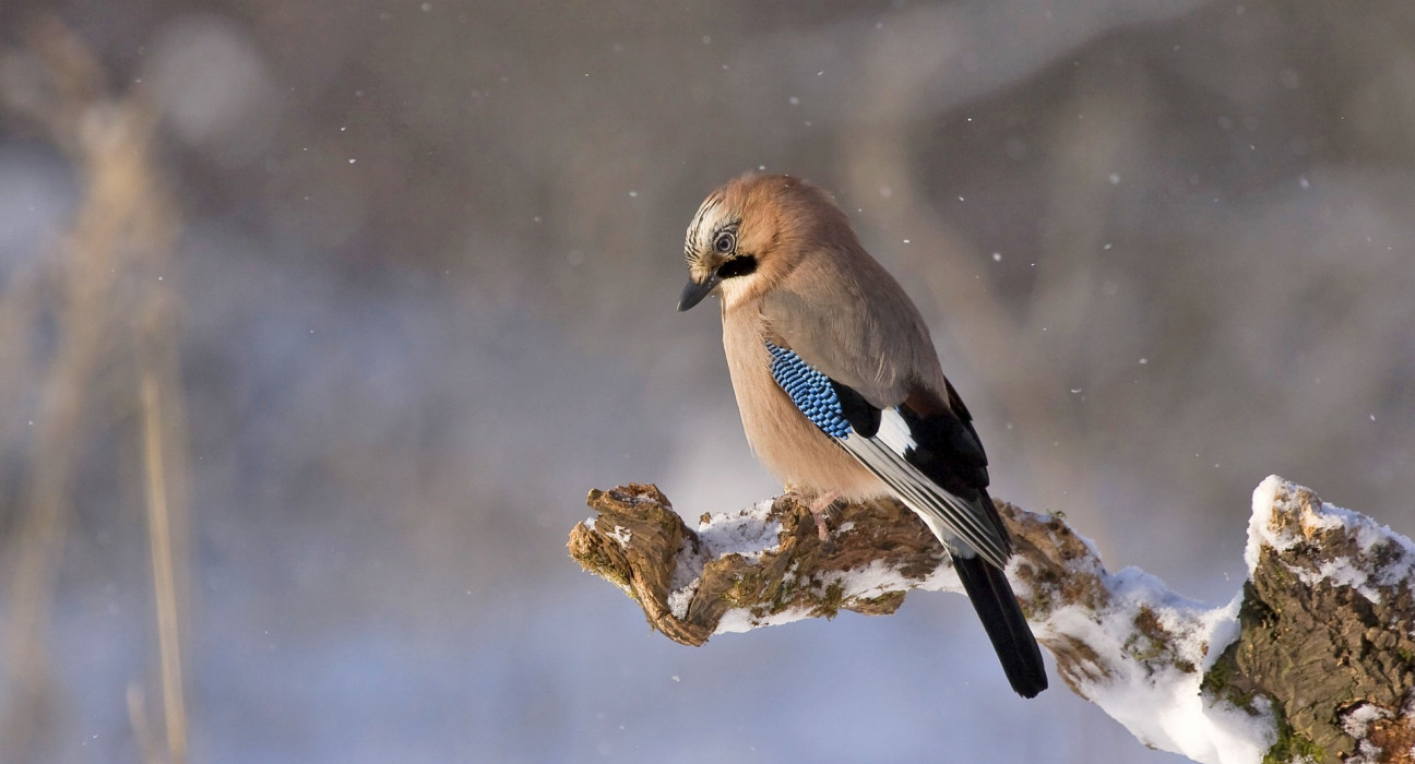 Eurasian jay