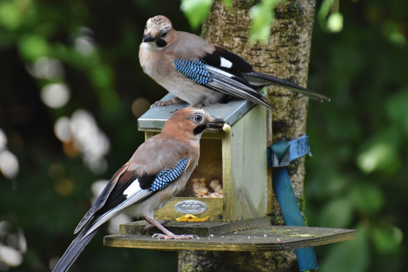 Eurasian jay