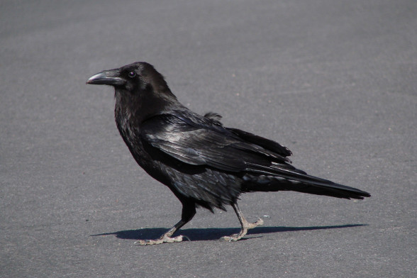 Common raven