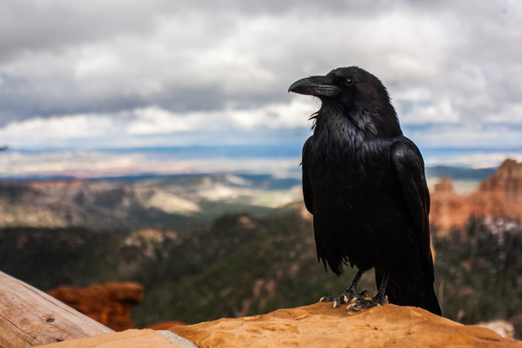 Common raven