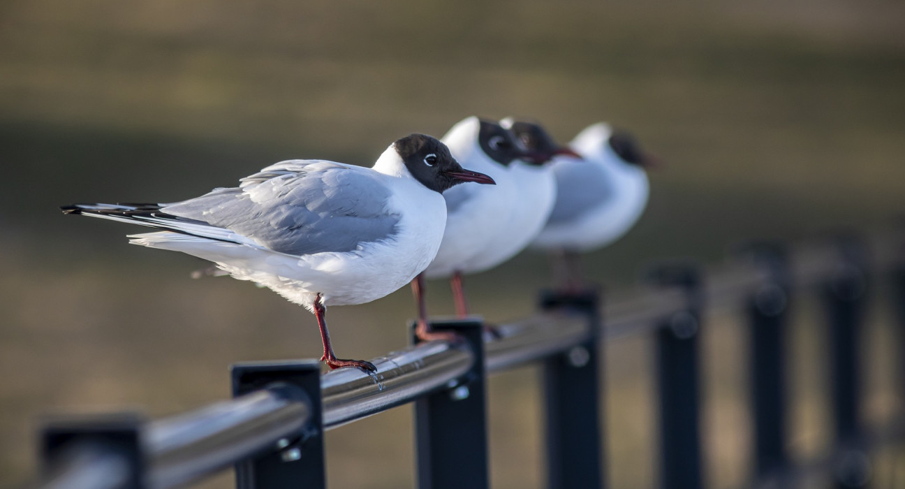 Black-headed gull