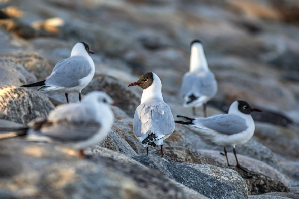 Black-headed gull