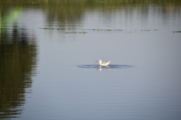 Black-headed gull