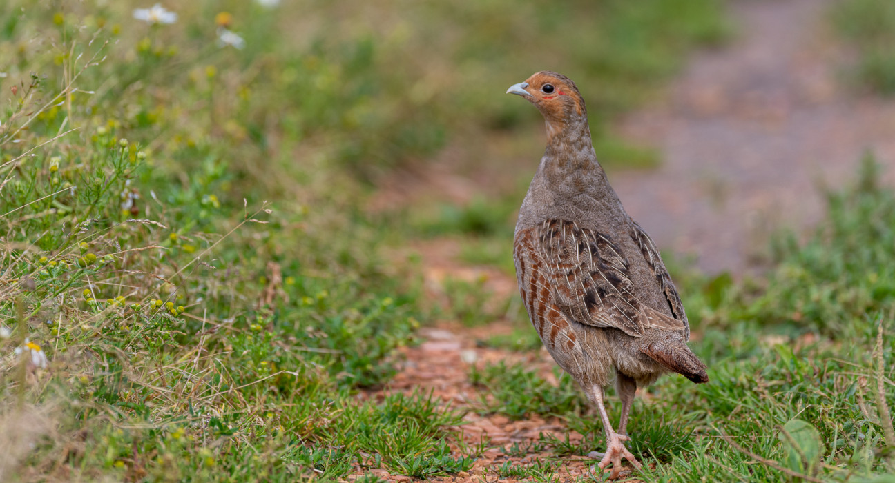 Grey partridge