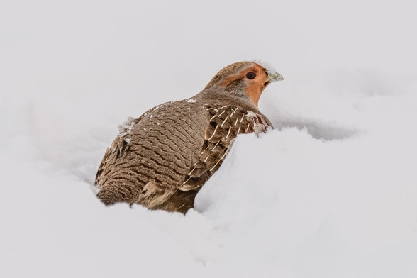 Grey partridge