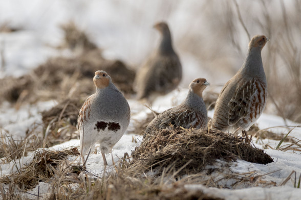 Grey partridge