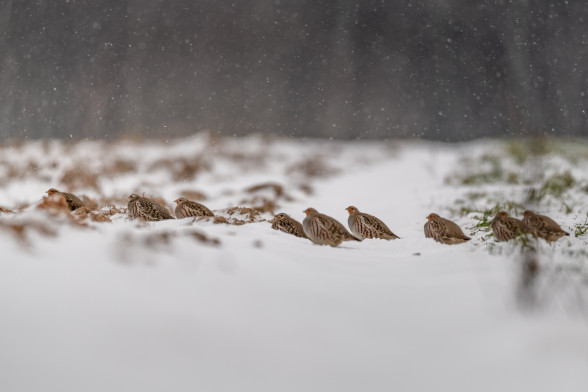 Grey partridge