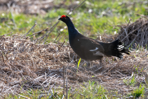Black grouse
