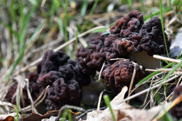 False Morel